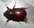 Oryctes nasicornis polonicus