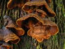 Hymenochaete rubiginosa - Filamentous Fungi