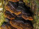 Hymenochaete rubiginosa - Filamentous Fungi