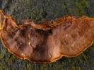 Hymenochaete rubiginosa - Filamentous Fungi