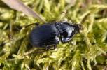 Abax ovalis