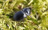 Abax ovalis