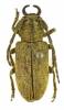 Ontochariesthes unicolor