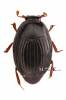 Epierus comptus