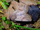Orthosia incerta - jarnice březnová