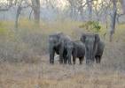 Elephas maximus indicus - slon indický