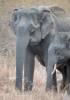 Elephas maximus indicus - slon indický