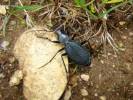Carabus puschkini
