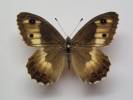 Hipparchia autonoe