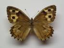 Hipparchia mersina
