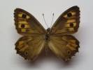 Hipparchia algirica