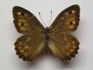 Hipparchia senthes