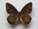 Hipparchia fidia