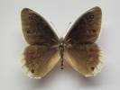 Hipparchia parisatis