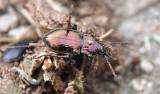 Pterostichus burmeisteri burmeisteri