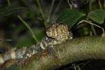 Shinisaurus crocodilurus - krokodýlovec čínský