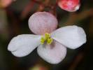 Begonia luzonensis