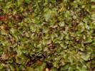 Pellia endiviifolia - pobřežnice vápnomilná