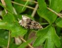 Syricoris lacunana - obaleč jahodníkový