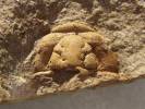 Prionocheilus mendax