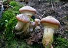 Armillaria gallica - václavka hlíznatá
