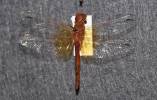 Brachythemis lacustris
