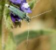 Phytoecia caerulescens caerulescens