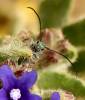 Phytoecia caerulescens caerulescens