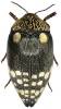 Sternocera castanea boucardii