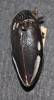 Sternocera orissa