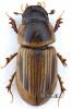 Neocalaphodius moestus