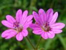 Geranium molle - kakost měkký