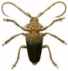 Phryneta verrucosa