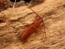 Smodicum cucujiforme