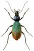 Carabus davidis