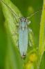 Phytoecia caerulescens caerulescens
