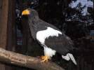 Haliaeetus pelagicus