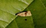Celypha striana - obaleč pampeliškový