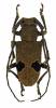 Trachystolodes tonkinensis