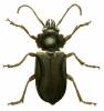 Prionus laticollis - Broad-necked Root Borer
