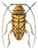 Sternotomis gama