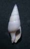 Perrona aculeiformis