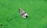 Syricoris lacunana - obaleč jahodníkový