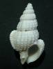 Nassaria pusilla