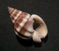 Nassarius stolatus