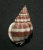 Nassarius stolatus