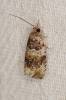 Celypha flavipalpana