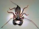 Mastigoproctus colombianus - bičnatec kolumbijský