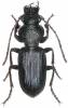 Carterus calydonius oriens
