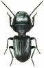 Ditomus clypeatus